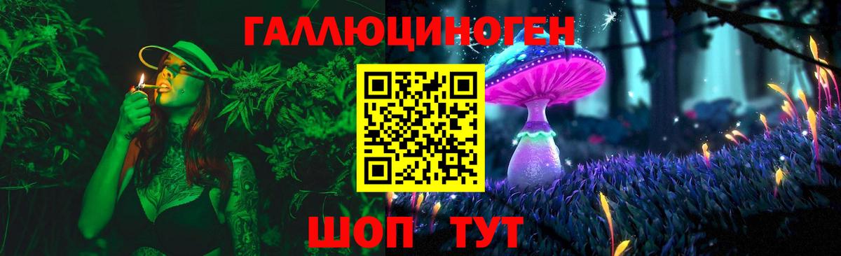 Галлюциногенные грибы Psilocybe Будённовск
